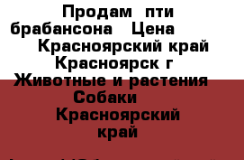 Продам  пти брабансона › Цена ­ 20 000 - Красноярский край, Красноярск г. Животные и растения » Собаки   . Красноярский край